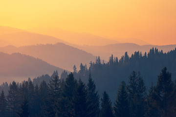 蓝鲸主要分布在哪些地方？